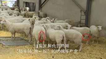 育肥羊爆料视频大全最新,最新爆料视频大全深度解析